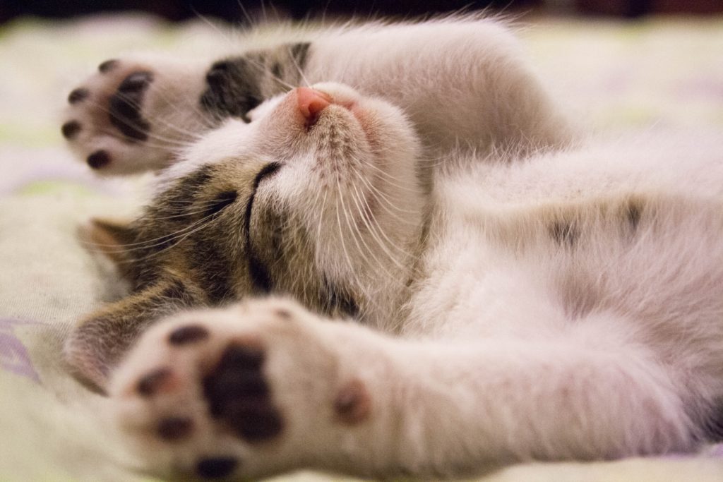 cat stretching while sleeping